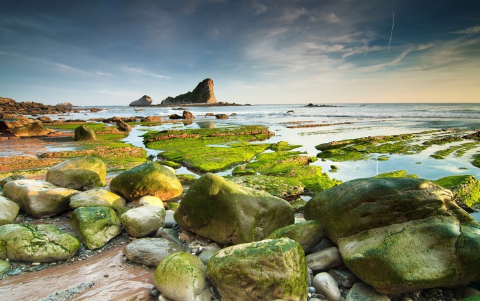 Rocky Coastline with Green Algae and Ocean
