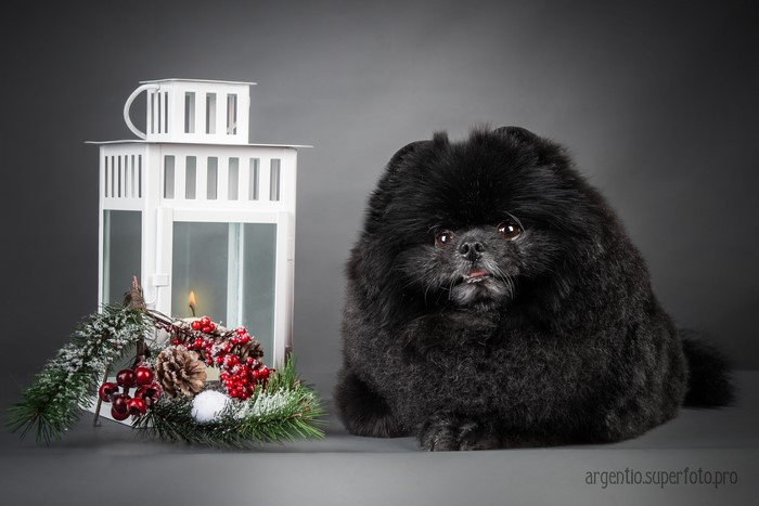 Black Spitz dog with Christmas lantern