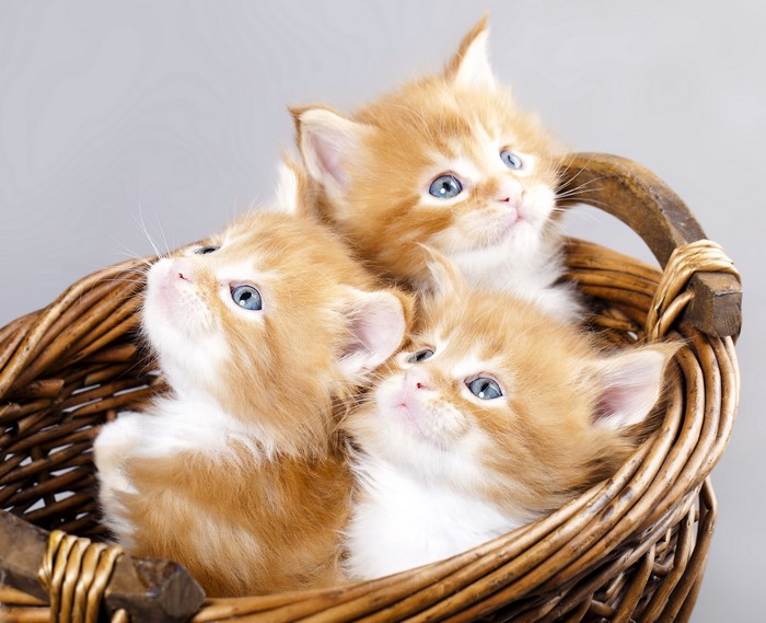 Three ginger kittens in a wicker basket