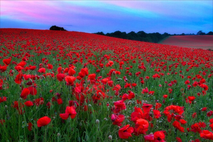 Field of Red Poppies at Dusk