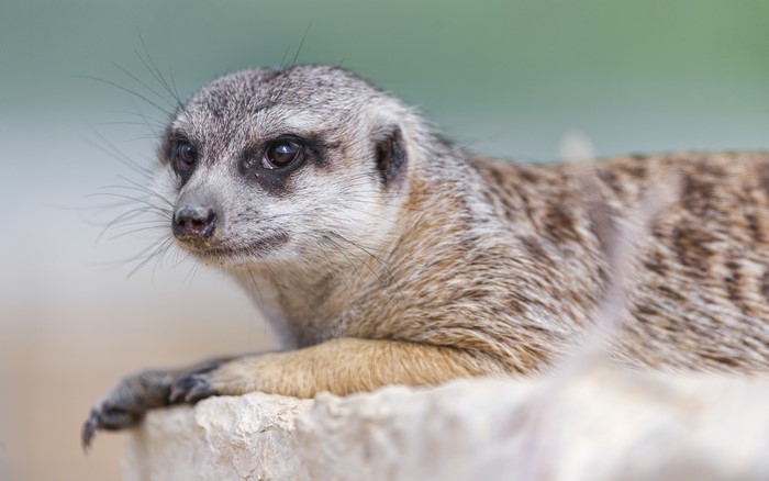 Closeup of a Meerkat with Whiskers