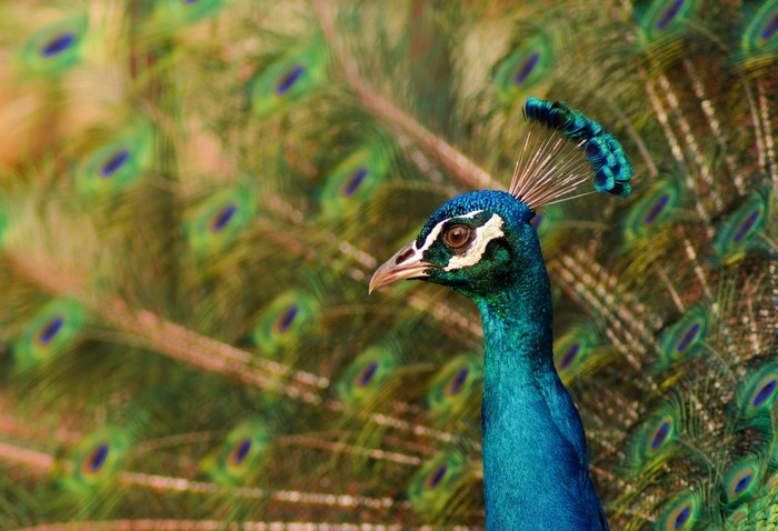 Close-up of a peacock with fanned tail feathers