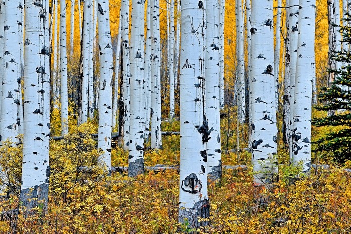 Aspen trees with yellow foliage in autumn