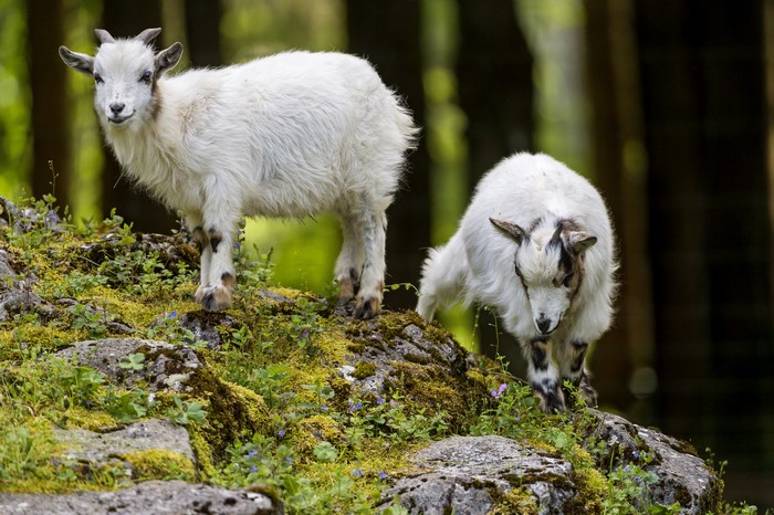 Two goats on a mossy rock