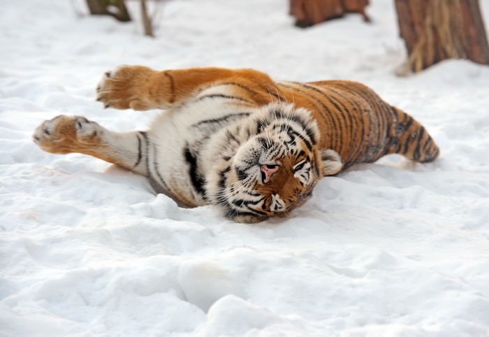 Tiger lying on snow