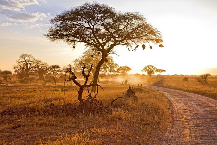 African savanna with acacia trees and dirt road at sunset