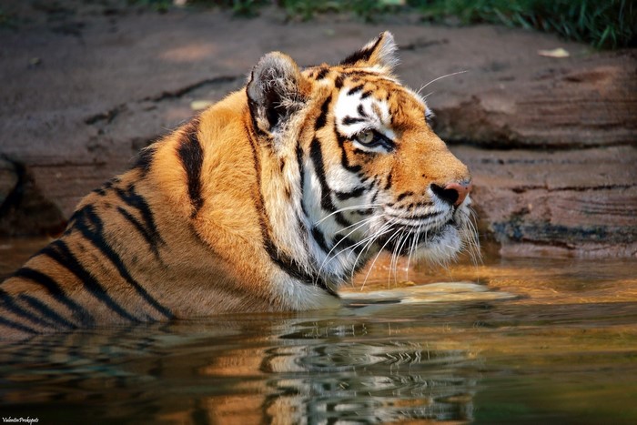 Tiger in Water