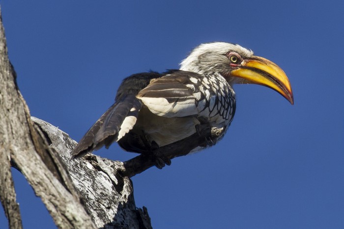 Yellow-billed Hornbill perched on a branch
