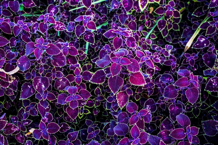 Close-up of purple coleus foliage with serrated edges