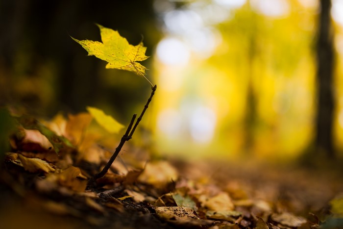 Autumn leaves on a forest floor