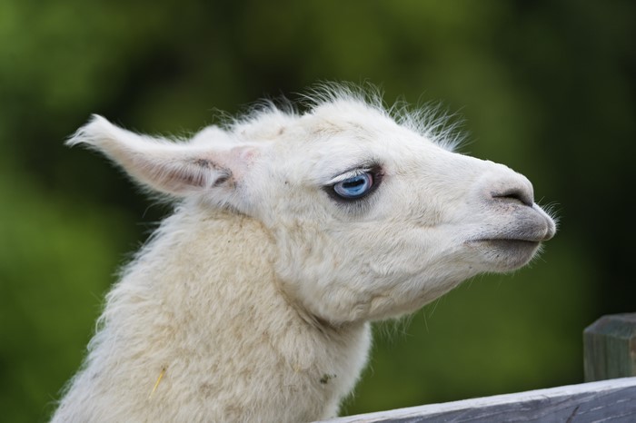 Close-up of a white llama with blue eyes