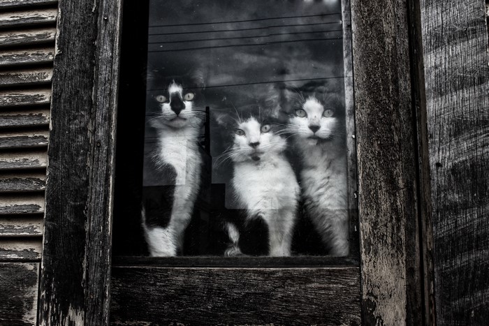 Three cats looking through a window