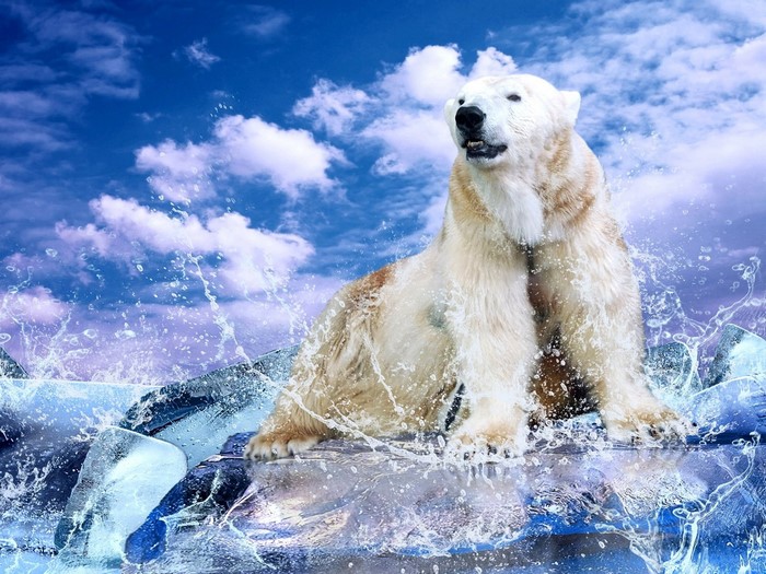 Polar bear sitting on ice with water splashes