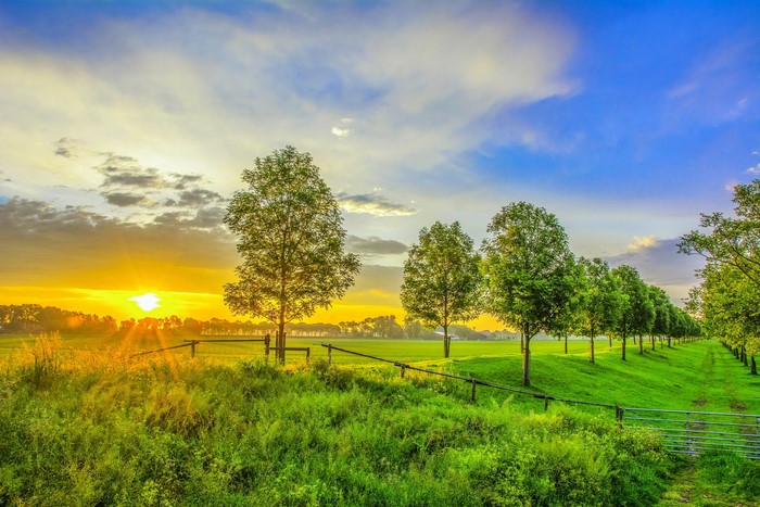 Sunrise over a green field with trees