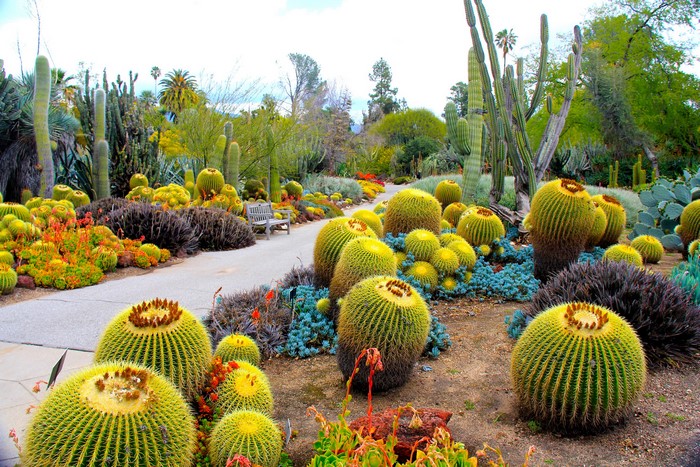 Desert Botanical Garden with Barrel Cacti and Tall Cacti