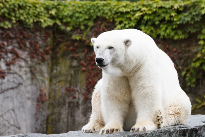 Polar Bear Sitting on a Rock