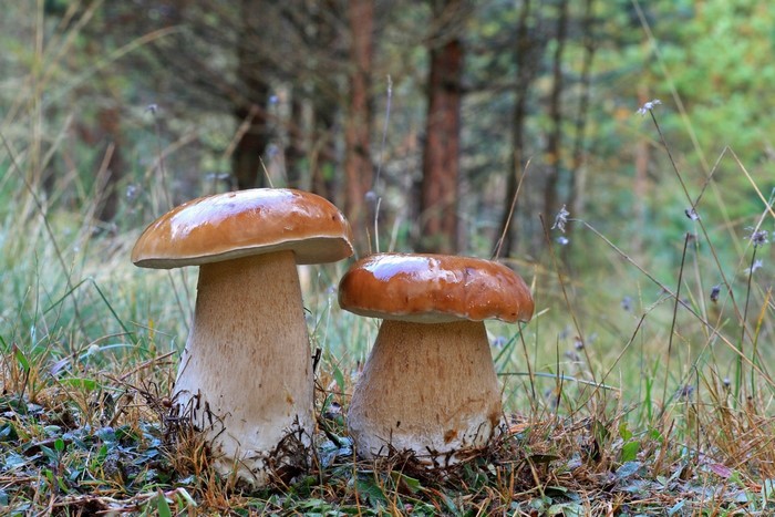 Two Penny Bun mushrooms in a forest