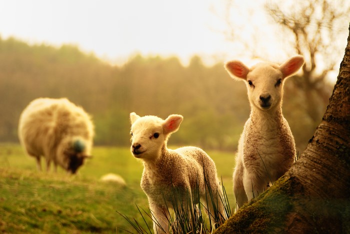 Two lambs in a field with a sheep