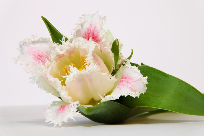 Fringed white and pink tulip flower