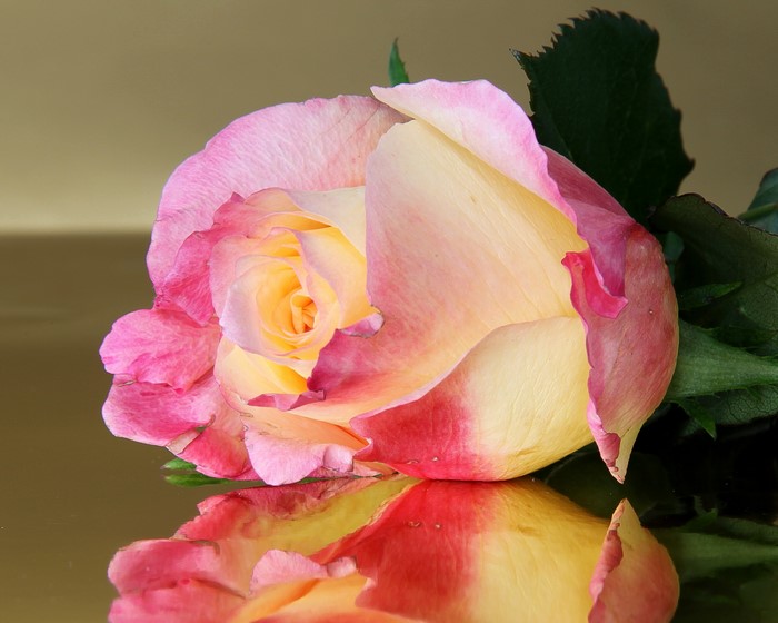 Close-up of a pink and yellow rose with reflection
