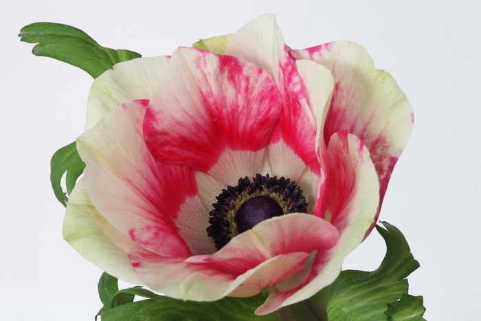 Anemone flower with pink and white petals