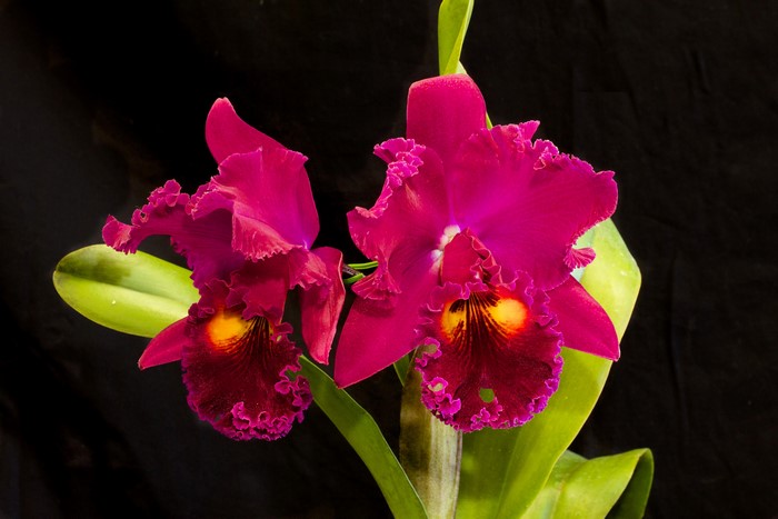 Two vibrant magenta orchids with yellow centers