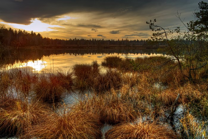 Sunset over a marshy lake with reeds