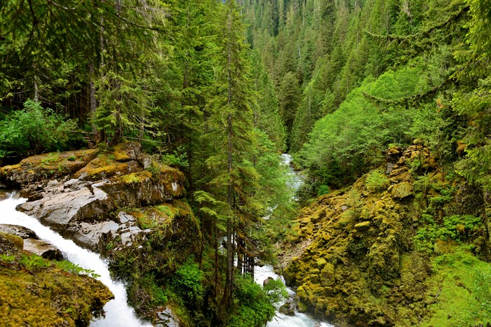 Waterfall in a dense green forest
