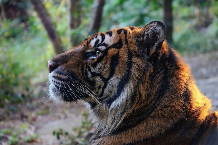 Tiger's profile in a forest setting