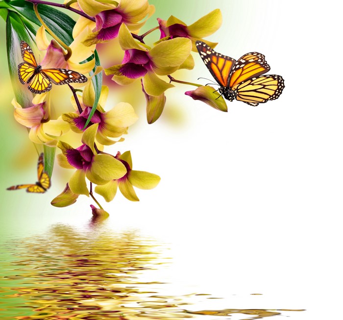 Monarch Butterflies on Yellow Orchids with Water Reflection