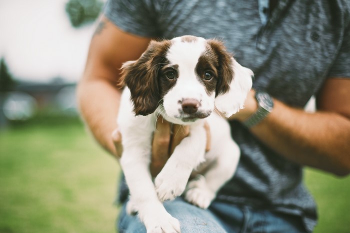 Puppy held by person
