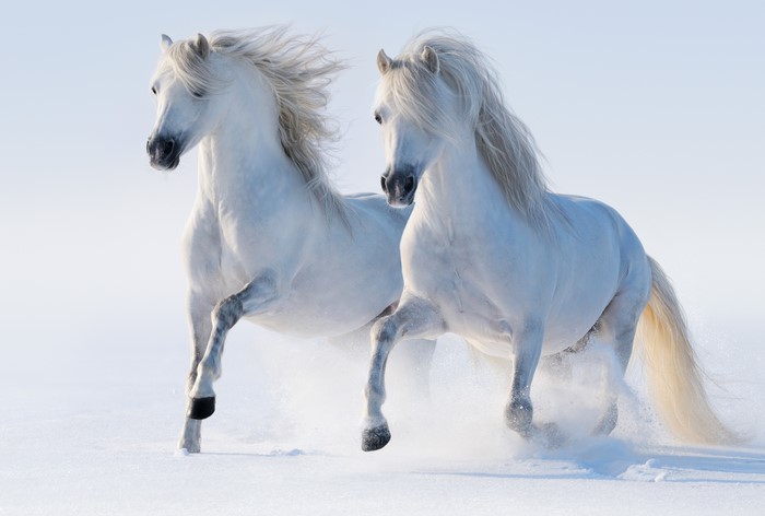 Two white horses running in the snow