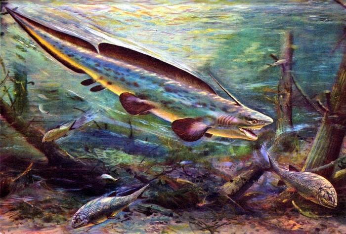 Pleuracanthus prehistoric fish underwater scene by Zdenek Burian