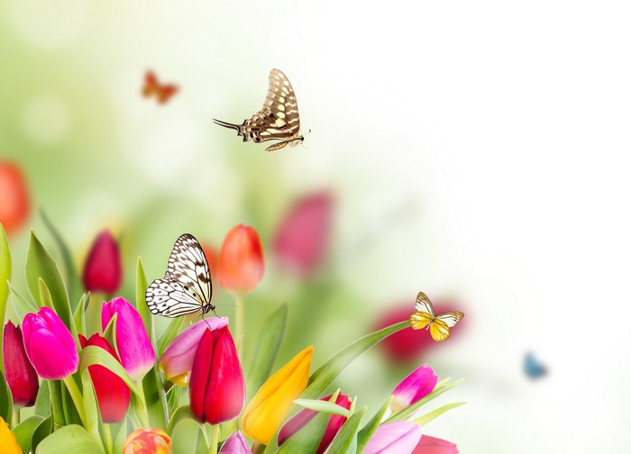 Butterflies and Tulips