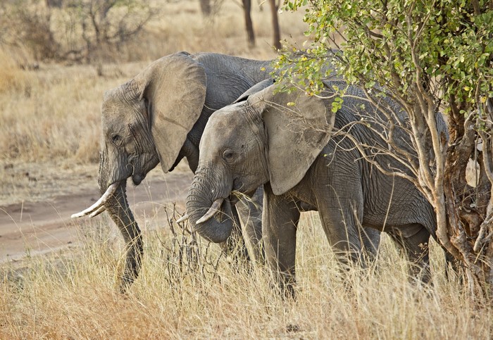 Two elephants grazing in a dry grassland
