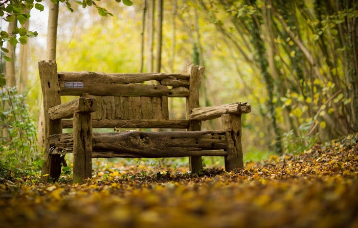 Wooden bench in autumn forest with fallen leaves