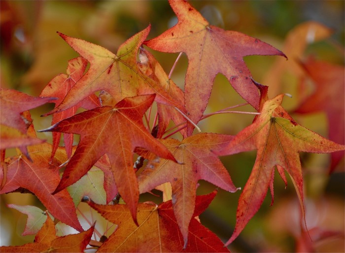 Autumn leaves in shades of red and orange