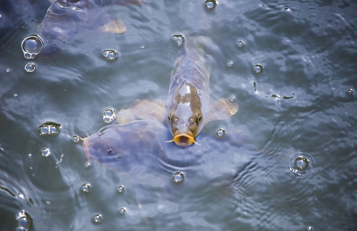 Carp fish swimming in water with bubbles