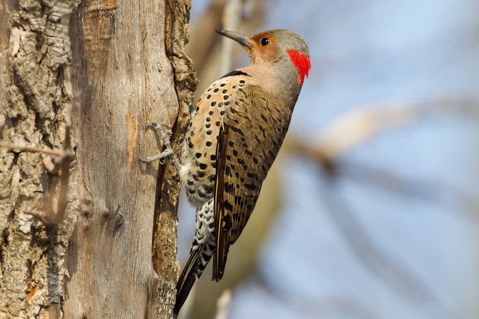 Northern Flicker Woodpecker on a Tree Trunk