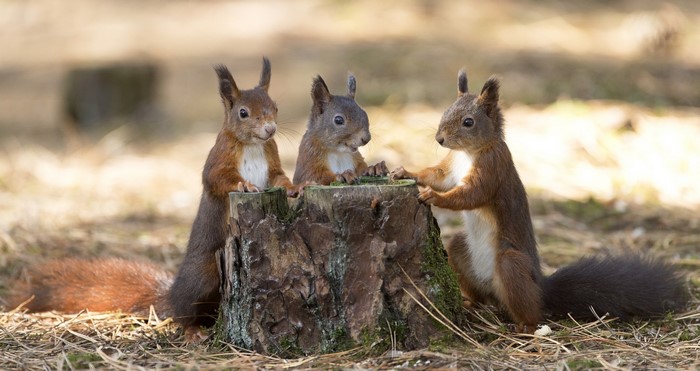 Three squirrels on a tree stump