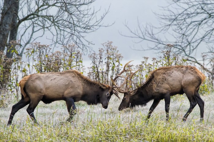 Two elk fighting with antlers in a field