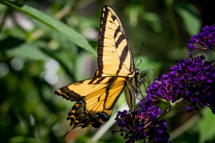 Tiger Swallowtail butterfly on purple flowers