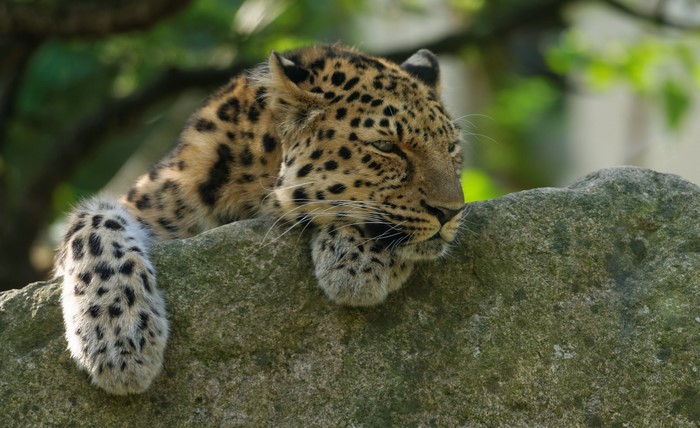Leopard resting on a rock