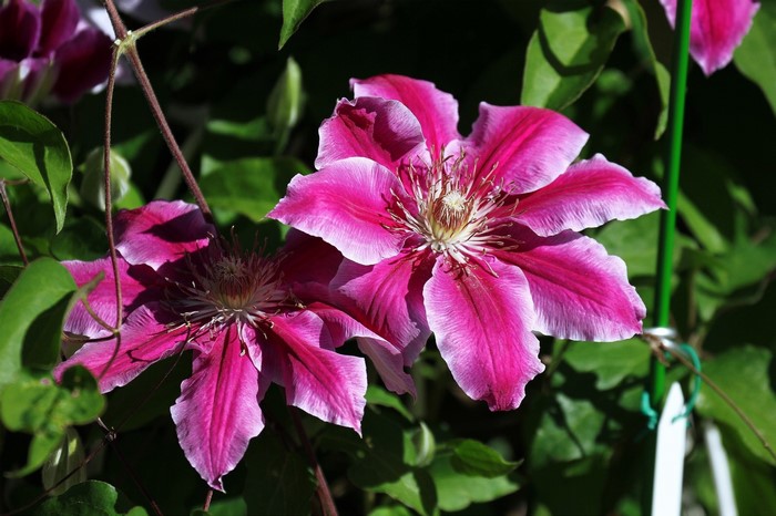 Two pink Clematis flowers with white edges