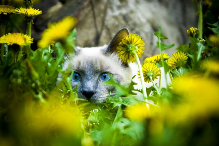 Siamese cat peeking through dandelions