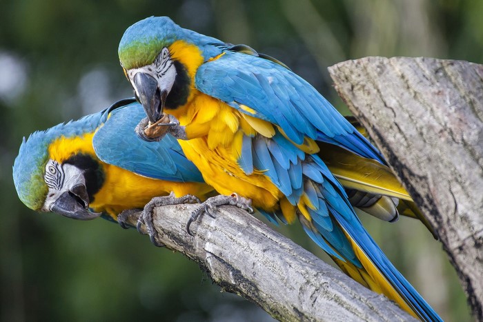 Two Blue and Yellow Macaws Eating a Nut