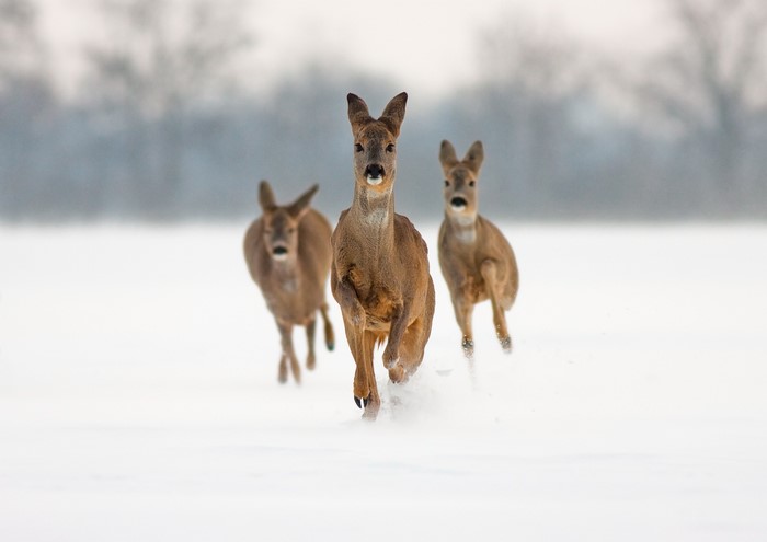 Three Roe Deer Running in Snow