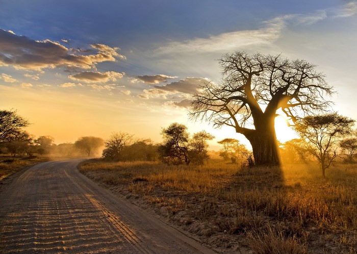Baobab tree on a dirt road at sunset