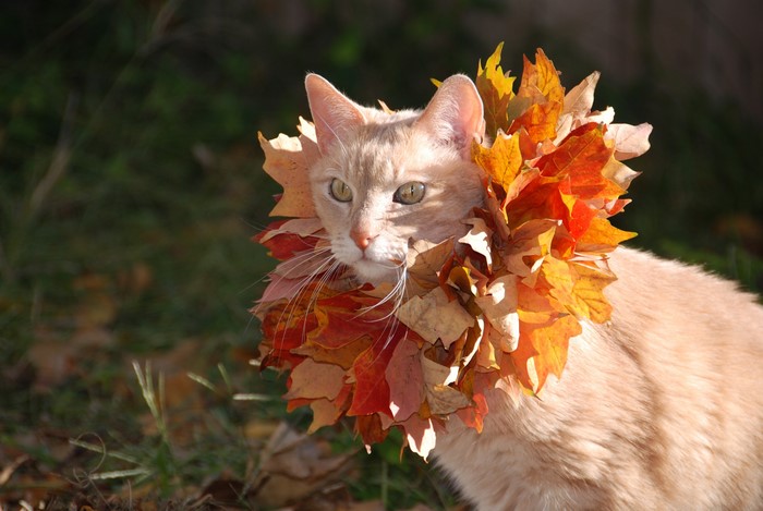 Cat with Autumn Leaves Collar