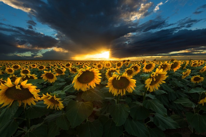 Field of sunflowers at sunset with dramatic clouds